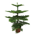 Norfolk-Araukarie (Araucaria Heterophylla) – Zimmerpflanze Ø21cm – 70cm hoch – Luftreinigend, pflegeleicht & dekorativ – Schlankes Design für kleine Räume – Plant