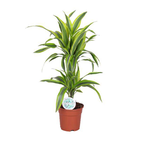 Drachenbaum Dracaena Lemon Lime – Zimmerpflanze – Ø17cm ↕65cm – Gelb-grün gestreifte Blätter – Luftreinigend & Pflegeleicht – Plant