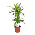 Drachenbaum Dracaena Lemon Lime – Zimmerpflanze – Ø17cm ↕65cm – Gelb-grün gestreifte Blätter – Luftreinigend & Pflegeleicht – Plant