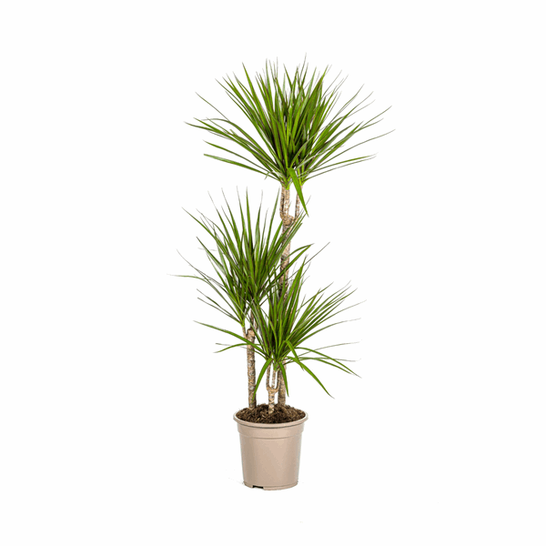 Dracaena Marginata Green – Drachenbaum – Zimmerpflanze Ø21cm ↕110-130cm – Dunkelgrüne Blätter – Pflegeleicht – Plant