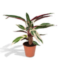 Calathea Triostar – Ø17cm H60cm – Tropische Zimmerpflanze mit rosa – grün – weißem Blattmuster – Pflegeleicht – Für indirektes Licht – Luftreinigend – Plant