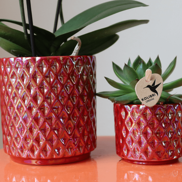 Phalaenopsis Orchidee ‘Congo’ Rot – Zimmerpflanze mit 2-3 Blütenstielen – Im Diamond Pearl Ziertopf Rot Ø9cm – Multiflora – Plant