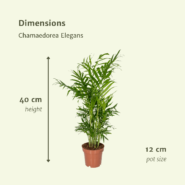 Mexikanische Bergpalme – Chamaedorea Elegans – 2 Pflanzen – Zimmerpflanze – Ø12cm – ↕40cm – Plant