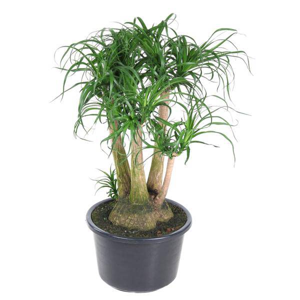 Beaucarnea Zimmerpflanze Ø41cm ↕110cm – pflegeleichte Grünpflanze für Wohnzimmer, Büro & helle Standorte kaufen – Plant