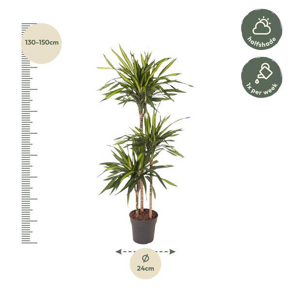 Drachenbaum Zimmerpflanze Ø24cm ↕140cm – pflegeleichte Grünpflanze für Wohnzimmer, Büro & helle Standorte kaufen – Plant