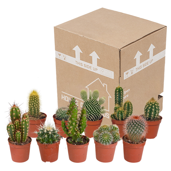 Kakteen Mix – 3 Zimmerpflanzen – Ø8,5cm – Verschiedene Kakteen im Mix – Pflegeleichte Sukkulenten – Mini – Kakteen für Fensterbank, Büro & Wohnzimmer – Plant