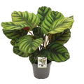 Calathea fasciata – Korbmarante – Zimmerpflanze – Ø14cm – Höhe ca. 50cm – Exotische Blattschmuckpflanze – Pflegeleicht & luftreinigend – Plant