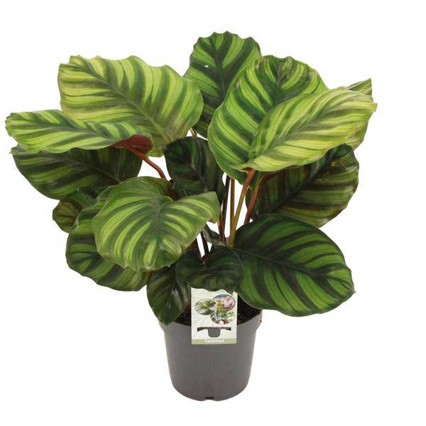Calathea fasciata – Korbmarante – Zimmerpflanze – Ø14cm – Höhe ca. 50cm – Exotische Blattschmuckpflanze – Pflegeleicht & luftreinigend – Plant