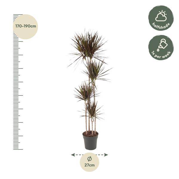 Drachenbaum – Dracaena Magenta 180cm – Ø27cm – Zimmerpflanze mit grünen Blättern & magentafarbenem Rand – Pflegeleicht – Plant