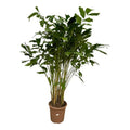 Caryota Mitis – Fischschwanzpalme – Zimmerpflanze ↕210cm – Ø40cm – Tropische Rarität mit gefiederten Blättern – XXL Palme für Zimmer & Büro – Plant