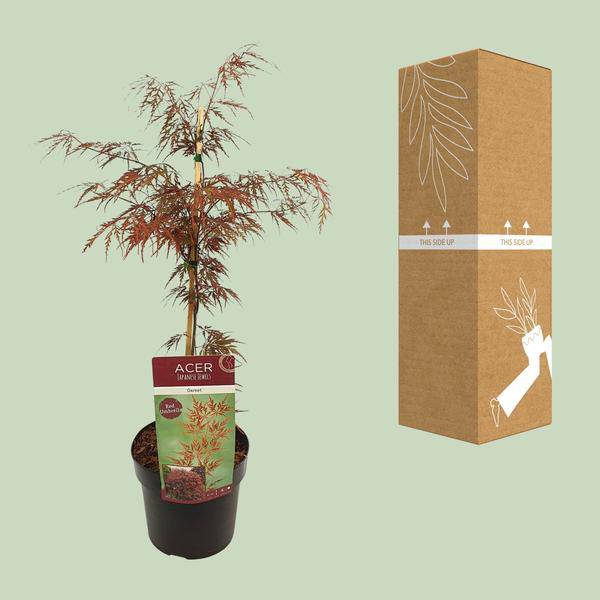 Fächerahorn Acer palmatum 'Granat' Gartenpflanze Ø19cm ↕40cm – winterharte Pflanze für Garten, Balkon, Terrasse, Kübel & Beet online kaufen – Plant