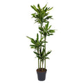 Drachenbaum – Dracaena Golden Coast 170cm – Ø27cm – Exotische Zimmerpflanze mit grünen und goldenen Blättern – Plant