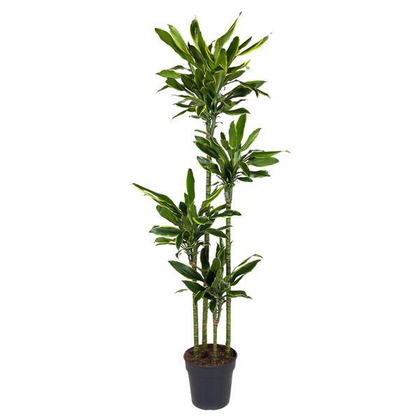 Drachenbaum – Dracaena Golden Coast 170cm – Ø27cm – Exotische Zimmerpflanze mit grünen und goldenen Blättern – Plant