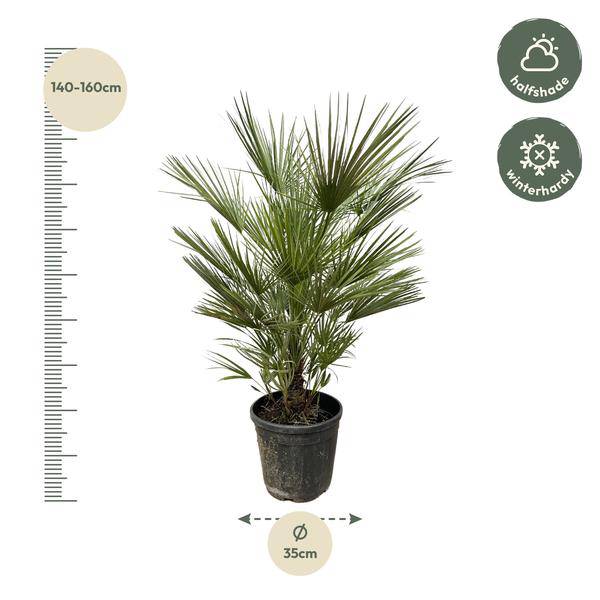Grüne Zwergpalme – Chamaerops Humilis 150cm – Ø30cm – Europäische frostbeständige Palme – Mediterrane Zimmer – & Gartenpflanze für Innen – Plant