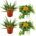 Zimmerpflanzen-Set – 2x Aloe Spider + 2x Peperomia Rotundifolia – Ø10.5cm – ↕10cm – Pflegeleicht & dekorativ – Ideal für helle & halbschattige Räume – Plant