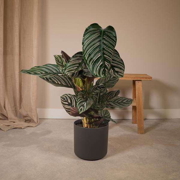Calathea Ornata Korbmarante – Zimmerpflanze – Ø19cm ↕75cm – Dunkelgrüne Blätter mit rosa Streifen – Tropische Pflanze für Wohnräume – Plant