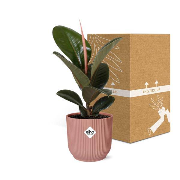 Gummibaum Ficus Elastica 'Robusta' Zimmerpflanze – pflegeleichte Grünpflanze für Wohnzimmer, Büro & helle Standorte kaufen – Plant