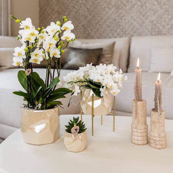 Kombi – Angebot Perlen Travertin Töpfe – 3er – Set Ø6/9/12cm – stilvolle Keramik – Pflanzgefäße für Orchideen, Sukkulenten & Zimmerpflanzen – Plant