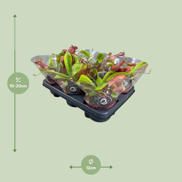 Fleischfressende Pflanze – Nepenthes Alata – Kannenpflanze – Ø12cm – ↕17cm – Exotische Zimmerpflanze mit dekorativen Kannenfallen – Pflegeleicht & dekorativ – Plant