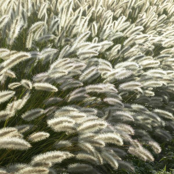 Lampenputzergras Pennisetum alopecuroides 'Hameln' – ↕10-25cm – Ø9cm – Cremige Blüten von August – Herbst – Plant