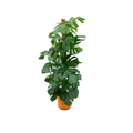 Monstera Pertusum – Fensterblatt – Zimmerpflanze ca. 150cm – Ø26cm – inkl. Jazz Pflanztopf Gelb – Plant