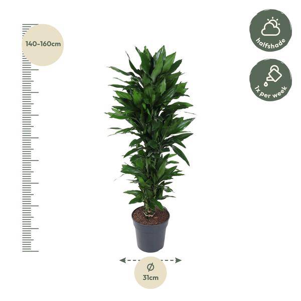 Drachenbaum Zimmerpflanze Ø31cm ↕130cm – pflegeleichte Grünpflanze für Wohnzimmer, Büro & helle Standorte kaufen – Plant
