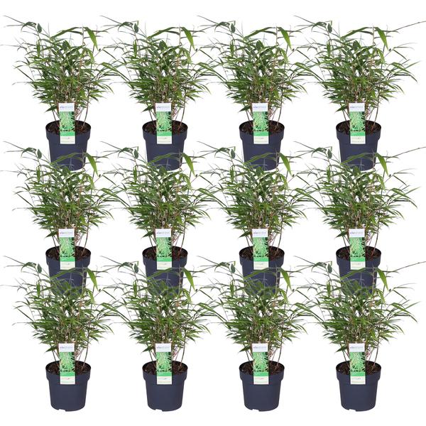 Schirmbambus Fargesia rufa – 4 Pflanzen – ca. 40cm hoch Ø14cm – Kompakter, horstbildender Bambus – Winterhart & pflegeleicht – Für Garten, Balkon & Teichrand – Plant