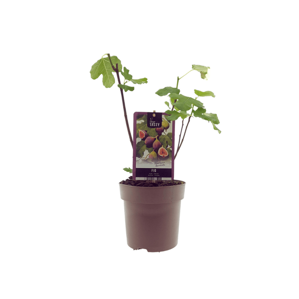 Ficus Bornholm – Ø15cm ↕40cm – Pflegeleichte Zimmerpflanze mit dekorativen grünen Blättern für Wohnzimmer, Büro & Schlafzimmer – Plant