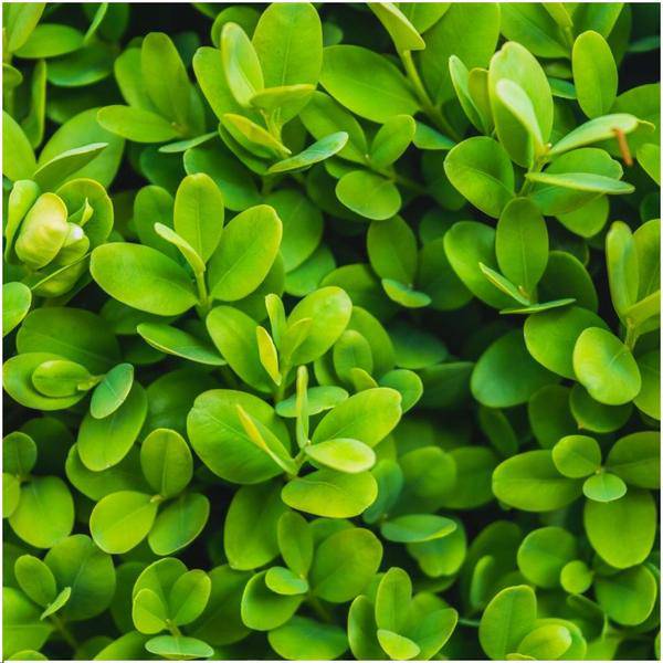 Buchsbaum – Buxus Sempervirens – immergrüne Heckenpflanze – 6 Pflanzen – Gesamt 1m Länge – Ø12cm – 20cm hoch – pflegeleichte Gartenpflanze – Plant