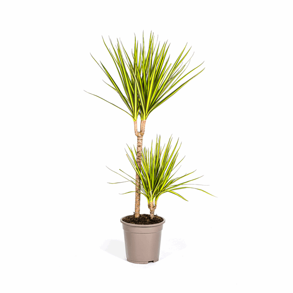 Dracaena Marginata Sunray Drachenbaum – Zimmerpflanze Ø19cm – ca. 80-100cm hoch – Tropischer Akzent mit grünen und gelben Blättern – Plant
