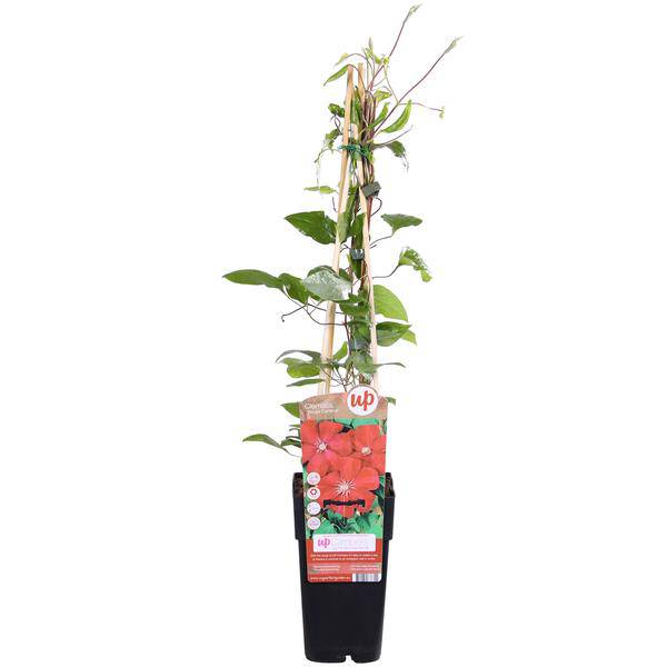 Waldrebe – Clematis Hagley Hybrid – Ø15cm – ca. 65cm hoch – Winterharte Kletterpflanze mit großen rosa – bis purpurfarbenen Blüten – Plant