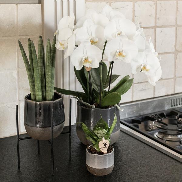 Pflanzenständer Metall Schwarz – Ø12cm – Höhenverstellbarer Pflanzenfuß 18,5cm – Deko – Halter für Zimmerpflanzen – Stilvolle Pflanzen – Erhöhung – Plant