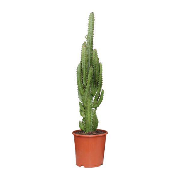 Dreikantige Wolfsmilch Euphorbia Trigona Zimmerpflanze Ø17cm ↕70cm – pflegeleichte Sukkulente für Wohnzimmer, Büro & helle Standorte kaufen – Plant