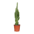 Dreikantige Wolfsmilch Euphorbia Trigona Zimmerpflanze Ø17cm ↕70cm – pflegeleichte Sukkulente für Wohnzimmer, Büro & helle Standorte kaufen – Plant