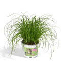 Katzengras Cyperus alternifolius Zimmerpflanze Ø12cm ↕20cm – pflegeleichte Grünpflanze für Wohnzimmer, Büro & helle Standorte kaufen – Plant