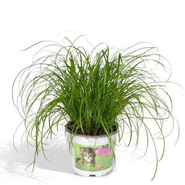 Katzengras Cyperus alternifolius Zimmerpflanze Ø12cm ↕20cm – pflegeleichte Grünpflanze für Wohnzimmer, Büro & helle Standorte kaufen – Plant
