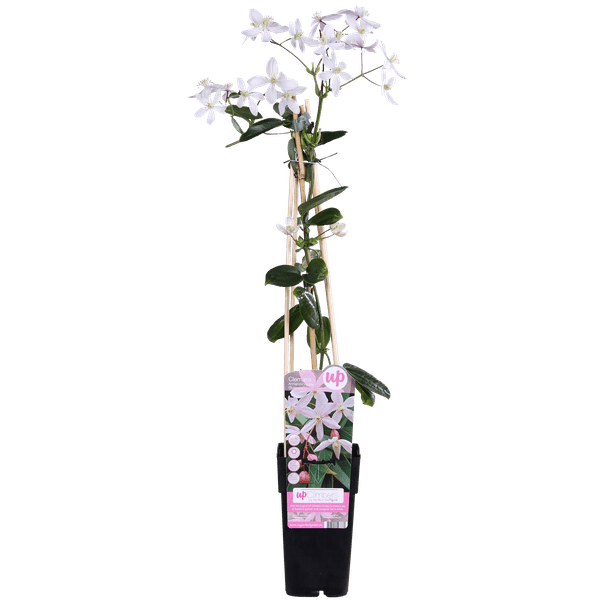 Waldrebe Clematis armandii Apple Blossom – Immergrüne Clematis – Hellrosa Blüten – Ø15cm – ↕65cm Kletterpflanze – Duftende Blüten – Wintergrün – Plant