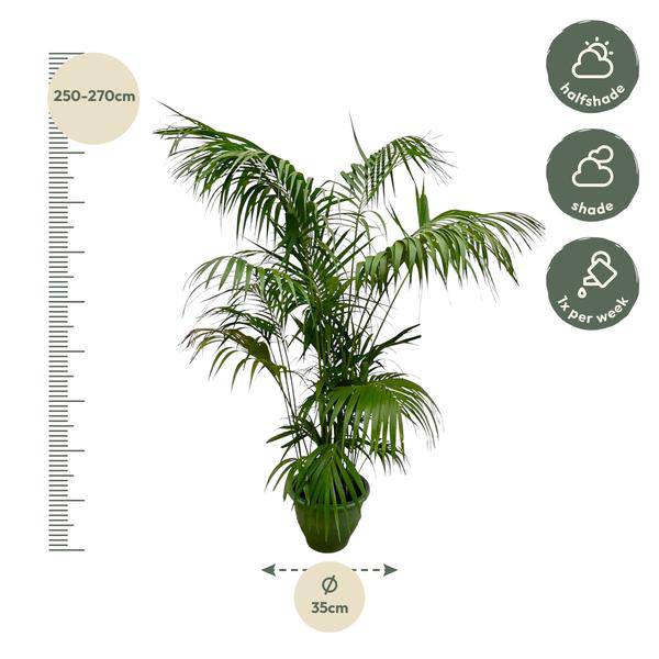 Kentia – Palme – Howea forsteriana – Zimmerpflanze 260cm – Ø35cm – XXL – Palme mit eleganten dunkelgrünen Wedeln – Pflegeleicht – Plant