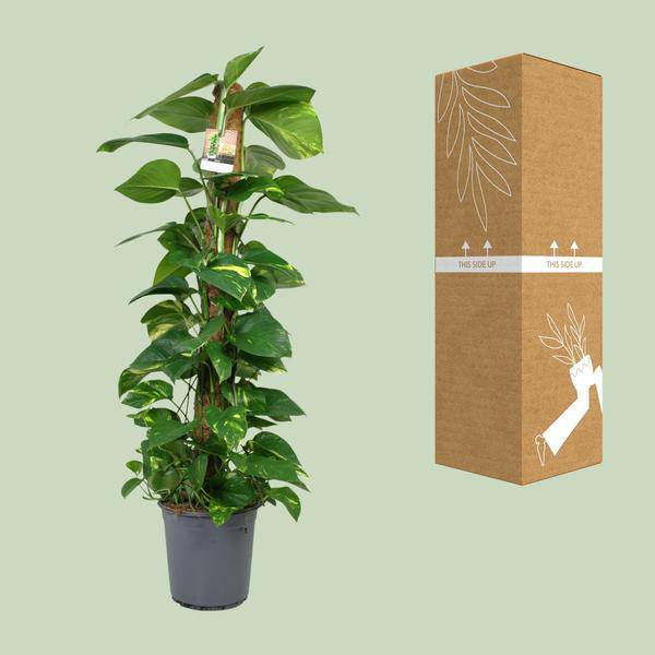 Efeutute Scindapsus Epipremnum – Zimmerpflanze – Ø24cm 120cm hoch – Pflegeleichte Kletterpflanze mit leuchtend grünem Laub – Ideal für Halbschatten – Fabien Pflanzen – Plant