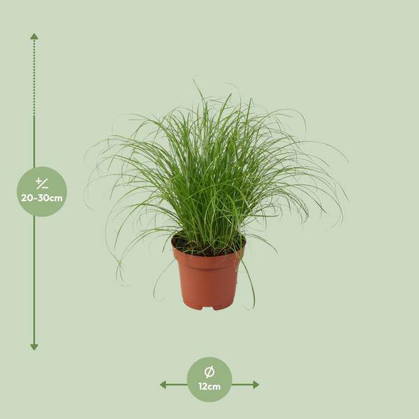 Wechselblättriges Zyperngras – Cyperus Alternifolius Zumula – Schirmgras – Zimmerpflanze – Ø12cm – ↕28cm – pflegeleicht & luftreinigend – Plant