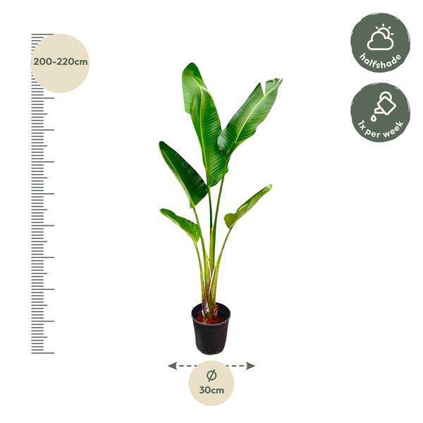 Baum – Strelitzie – Strelitzia Augusta – Zimmerpflanze – 210cm – Ø30cm – Weißer Paradiesvogel mit großen Blättern für Wohnzimmer und Büro – Plant