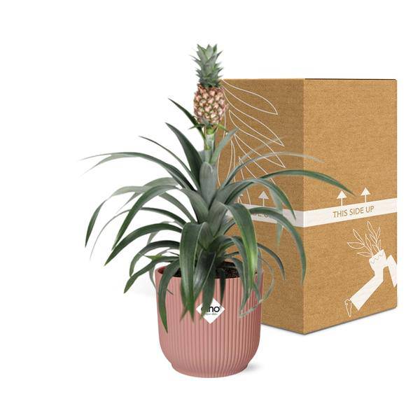 Ananaspflanze Ananas Mi Amigo Zimmerpflanze Ø14cm – pflegeleichte Grünpflanze für Wohnzimmer, Büro & helle Standorte kaufen – Plant