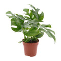 Fensterblatt – Monstera Minima – Zimmerpflanze – Ø12cm – Höhe ca. 25cm – Tropische Kletterpflanze mit gespaltenen Blättern – Plant