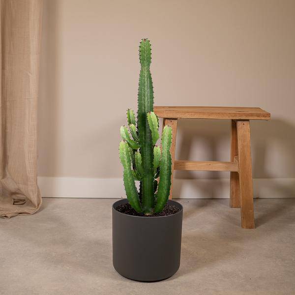 Kaktus – Wolfsmilch – Euphorbia Acrurensis (Cowboy – Kaktus) – Zimmerpflanze – Ø24cm ↕60-80cm – Sukkulente – Pflegeleicht – Exotisches Wüstendesign – Plant