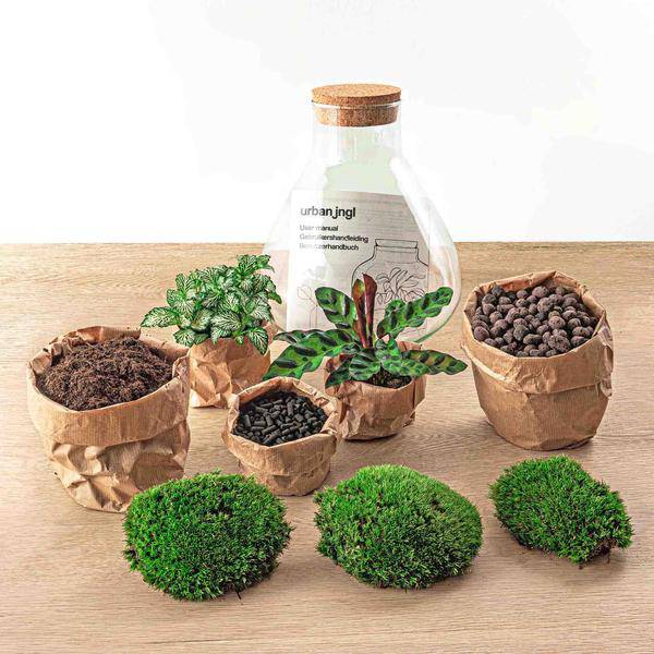 Flaschengarten ↕27cm – pflegeleichter Flaschengarten im Glas, Pflanzen Terrarium für Wohnzimmer & Büro – Plant