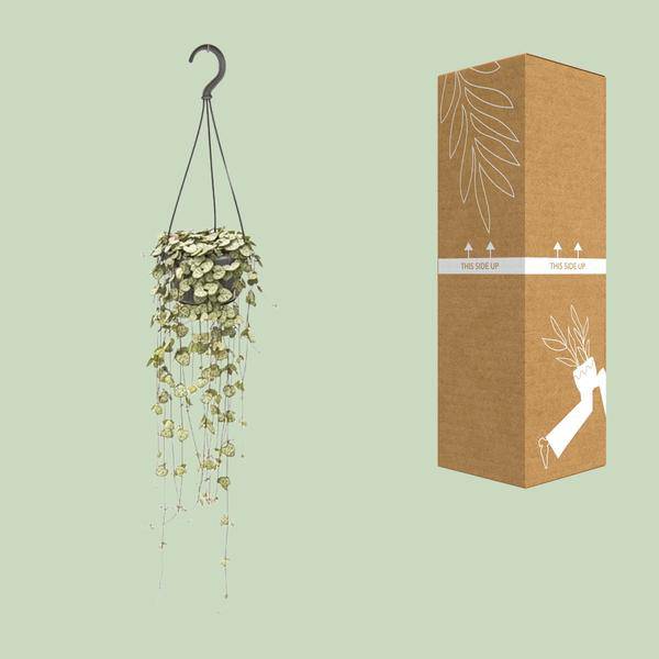 Leuchterblume Ceropegia woodii – Zimmerpflanze – Ø14cm – ↕50cm – pflegeleichte Hängepflanze mit dekorativen Ranken – Plant