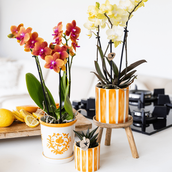 Ziertopf Painted Stripe – Orange – Ø6cm – Keramiktopf mit Streifenmuster – Plant