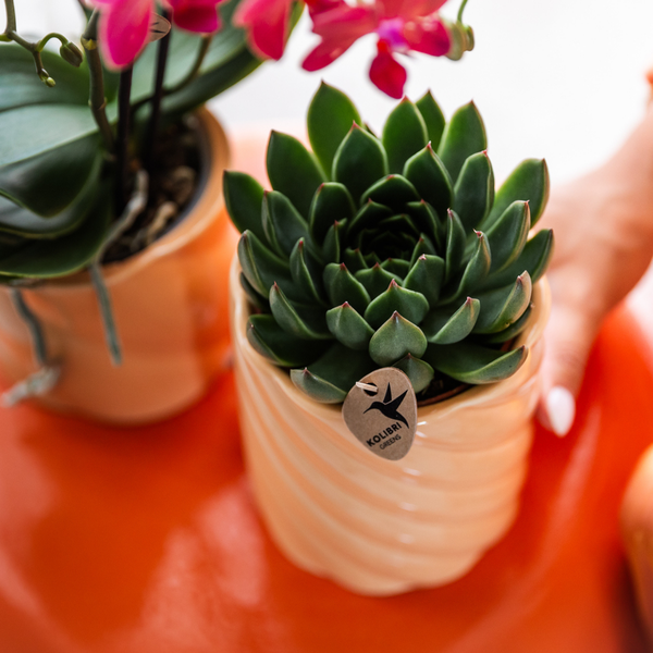 Sukkulente Echeveria Miranda – Grüne Zimmerpflanze – Rosettenform – Ø9cm – Pflegeleicht & Dekorativ – Plant
