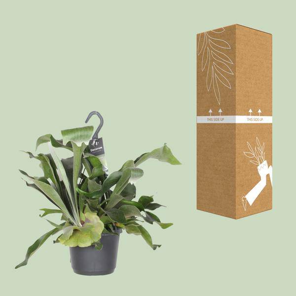 Geweihfarn Platycerium Netherlands Zimmerpflanze Ø17cm ↕30cm – pflegeleichte Grünpflanze für Wohnzimmer, Büro & helle Standorte kaufen – Plant