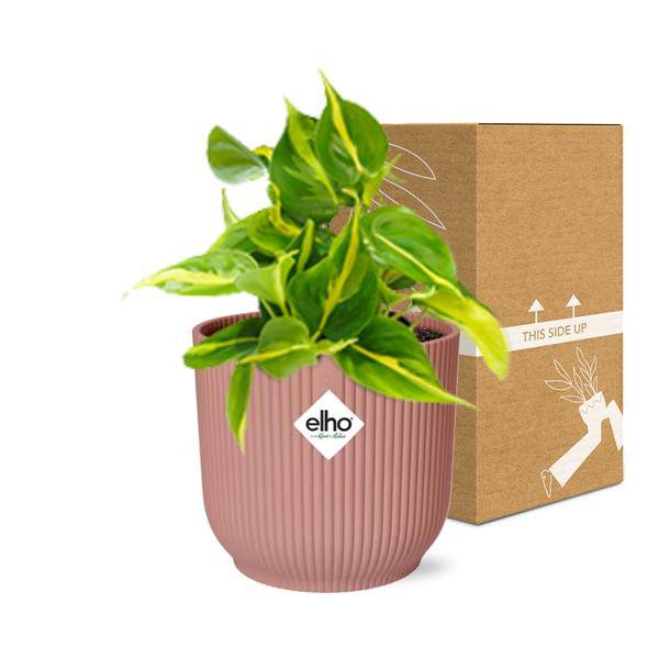 Baumfreund Philodendron Scandens 'Brasil' – Zimmerpflanze inkl. Ziertopf Vibes Fold Rosa Ø14cm – Herzförmige Blätter mit gelbgrüner Zeichnung
